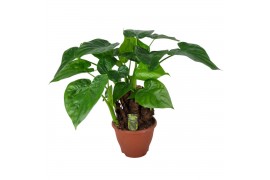 Alocasia cucullata Alocasia Multitrunk green 19 cm 1 pp