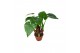 Alocasia cucullata Alocasia Multitrunk green 19 cm 1 pp 