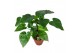 Alocasia cucullata Alocasia Multitrunk green 19 cm 1 pp 