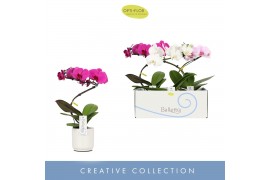 Phalaenopsis mix 1 tak in white lazio