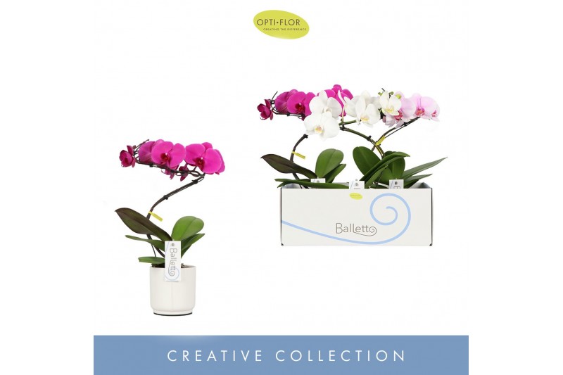 Phalaenopsis mix 1 tak in white lazio 