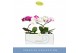 Phalaenopsis mix 1 tak in white lazio 