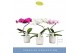 Phalaenopsis mix 1 tak in white lazio 