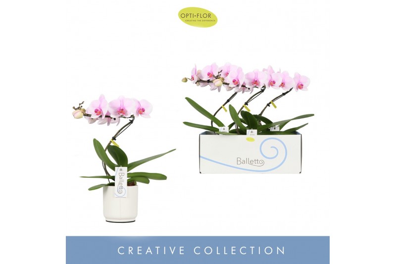 Phalaenopsis roze 1 tak in wit lazio 