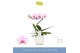 Phalaenopsis roze 1 tak in wit lazio 