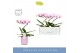 Phalaenopsis roze 1 tak balletto curl in lilac molise aquo 