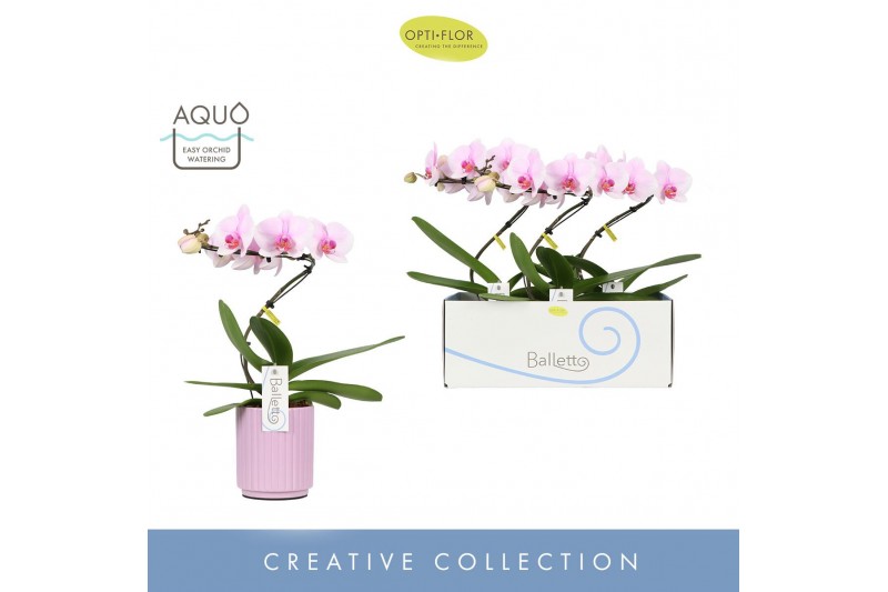 Phalaenopsis roze 1 tak balletto curl in lilac molise aquo 