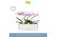 Phalaenopsis roze 1 tak balletto curl in lilac molise aquo 