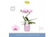 Phalaenopsis roze 1 tak balletto curl in lilac molise aquo 