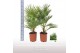 Chamaerops humilis vulcano 