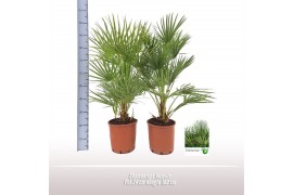 Chamaerops humilis vulcano