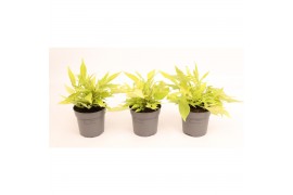 Vaste planten ipomoea batatas marguerita Ipomoea batatas green (Sweet 