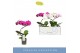 Phalaenopsis mix 1 tak 