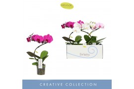 Phalaenopsis mix 1 tak