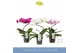 Phalaenopsis mix 1 tak 