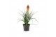 Kniphofia papaya popsicle 