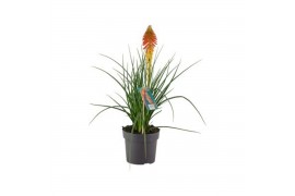 Kniphofia papaya popsicle