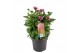 Echinacea purpurea mooodz courage 