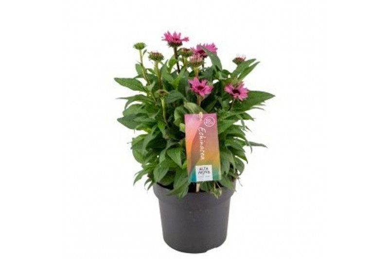 Echinacea purpurea mooodz courage 