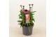 Echinacea purpurea mooodz courage 