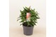 Echinacea purpurea mooodz courage 