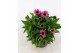 Echinacea purpurea mooodz courage 