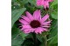 Echinacea purpurea mooodz courage 