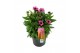 Echinacea purpurea mooodz courage 