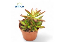 Sedum Neusbaumiama
