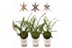 Oncidium titanium treasure mix 3/4 tak 
