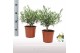Olea europaea Struik 