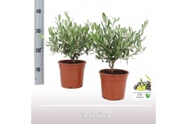 Olea europaea Struik