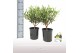 Olea europaea Struik 