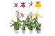 Oncidium mix 1 tak oncidium & brassia,1 tak/plnt,diverse kleuren,1 tak 