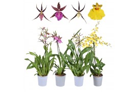 Oncidium mix 1 tak oncidium & brassia,1 tak/plnt,diverse kleuren,1 tak