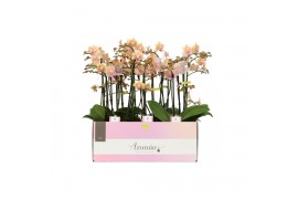 Phalaenopsis multiflora geel Aromio Spicy 3 spike