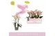 Phalaenopsis multiflora roze Aromio Fresh 3 tak 