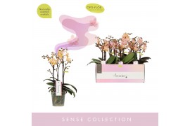 Phalaenopsis multiflora roze Aromio Fresh 3 tak