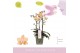 Phalaenopsis multiflora roze Aromio Fresh 3 tak 