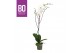Phalaenopsis wit BO - King White - 100cm - 1 tak, 9+ bloem 