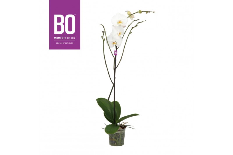 Phalaenopsis wit BO - King White - 100cm - 1 tak, 9+ bloem Phalaenopsis wit BO - King White - 100cm - 1 tak, 9+ bloem