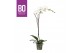 Phalaenopsis wit BO - King White - 90cm - 1 tak, 9+ bloem 