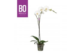 Phalaenopsis wit BO - King White - 90cm - 1 tak, 9+ bloem