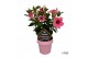 Mandevilla sundaville flamingo pink op rek 
