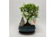 Bonsai Zelkova S-shape Bonsai Landscape 20 cm + Schotel 