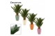 Cycas revoluta decorum in carly dream spirit 