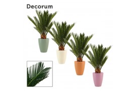 Cycas revoluta decorum in carly dream spirit