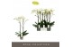 Phalaenopsis wit Maistro Bach - 2 tak, 18+ bloem - 70cm 