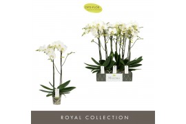Phalaenopsis wit Maistro Bach - 2 tak, 18+ bloem - 70cm