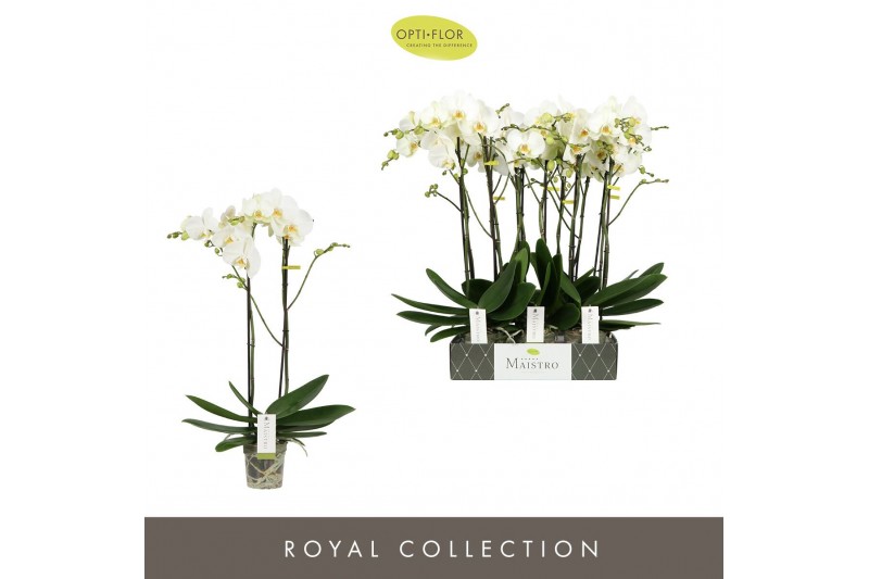 Phalaenopsis wit Maistro Bach - 2 tak, 18+ bloem - 70cm 
